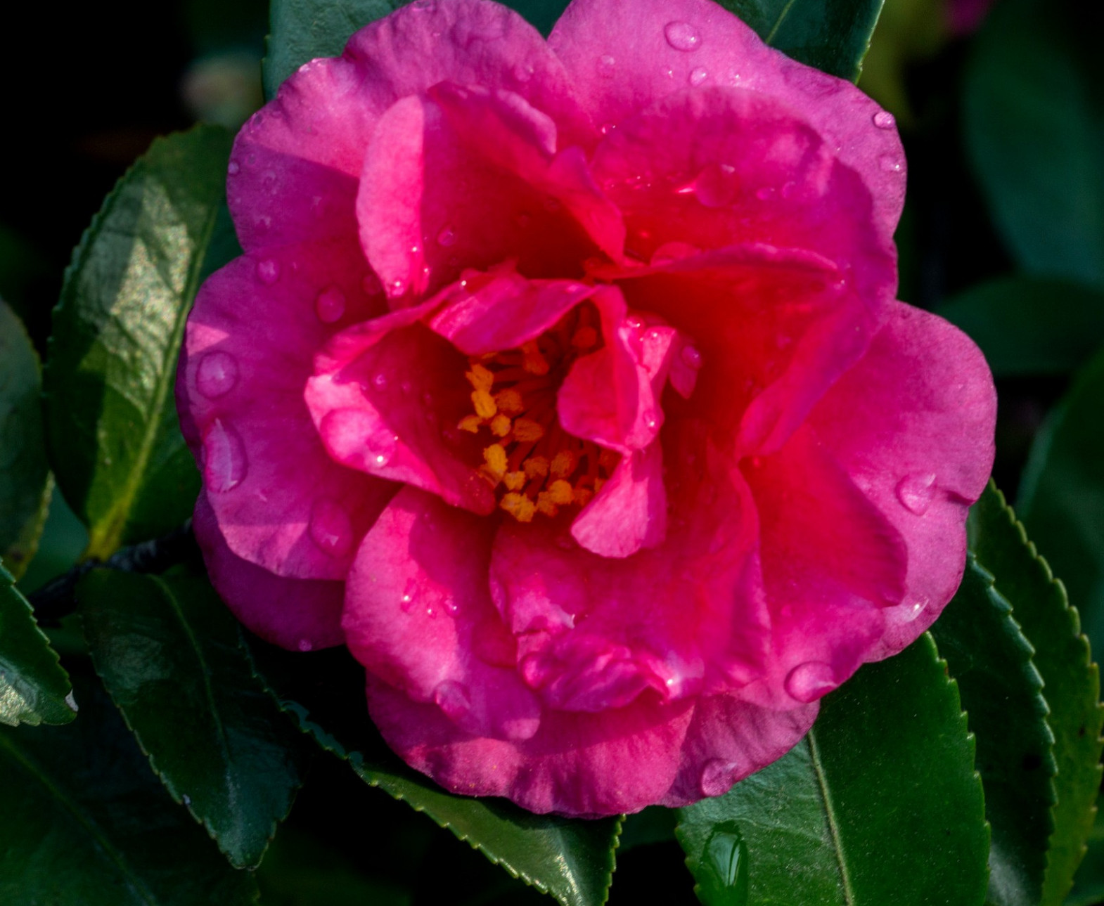 十种常见的名贵茶花品种,一起来看看